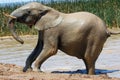 Elephant in ethosa national park Royalty Free Stock Photo