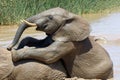Elephant in ethosa national park Royalty Free Stock Photo