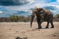 Elephant in ethosa national park Royalty Free Stock Photo