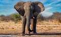 Elephant in ethosa national park Royalty Free Stock Photo