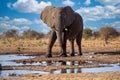 Elephant in ethosa national park Royalty Free Stock Photo
