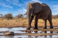 Elephant in ethosa national park Royalty Free Stock Photo