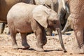 Elephant in ethosa national park