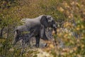 Elephant in the Ethosha National Park Royalty Free Stock Photo