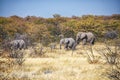 Elephant in the Ethosha National Park Royalty Free Stock Photo