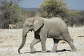 Elephant in the Etosha National Park, Namibia