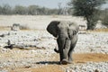 Elephant in the Etosha National Park, Namibia