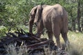 Elephant, Etosha National Park