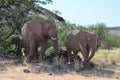 Elephant, Etosha National Park