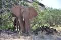 Elephant, Etosha National Park