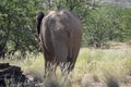 Elephant, Etosha National Park