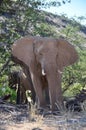 Elephant, Etosha National Park