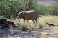 Elephant, Etosha National Park