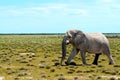 Elephant in Etosha