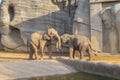 Elephant in Everland Zoo