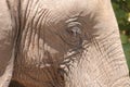 Elephant eye Royalty Free Stock Photo
