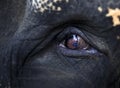 Elephant eye close-up Royalty Free Stock Photo