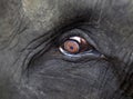 Elephant eye close-up Royalty Free Stock Photo