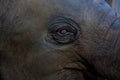 Elephant eye close-up in colour Royalty Free Stock Photo