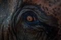 Elephant eye close-up in colour Royalty Free Stock Photo