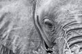Elephant eye close-up with detail in artistic conversion Royalty Free Stock Photo