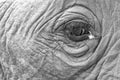 Elephant eye close-up with detail in artistic conversion Royalty Free Stock Photo