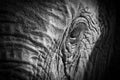 Elephant eye close-up with detail in a artistic conversion Royalty Free Stock Photo