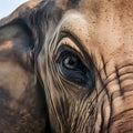 Elephant eye close up detail, expressive feature of intelligent creature Royalty Free Stock Photo