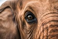 Elephant eye close up detail, expressive feature of intelligent creature Royalty Free Stock Photo