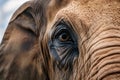 Elephant eye close up detail, expressive feature of intelligent creature Royalty Free Stock Photo