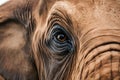 Elephant eye close up detail, expressive feature of intelligent creature Royalty Free Stock Photo