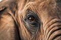 Elephant eye close up detail, expressive feature of intelligent creature Royalty Free Stock Photo