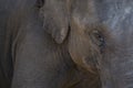 Elephant eye close up detail Royalty Free Stock Photo