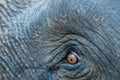 Elephant eye close up and skin texture at dhikala,  jim corbett national park Royalty Free Stock Photo