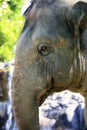 Elephant eye close-up Royalty Free Stock Photo