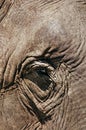 Elephant eye closeup Royalty Free Stock Photo