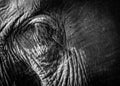 Elephant eye closeup Royalty Free Stock Photo