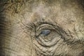 Elephant eye in hdr Royalty Free Stock Photo