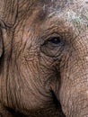 Elephant Eye Watching You Royalty Free Stock Photo