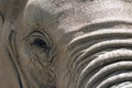 Elephant face Royalty Free Stock Photo