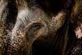 Elephant face with grunge skin texture. Royalty Free Stock Photo