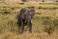 An elephant facing the camera s Royalty Free Stock Photo