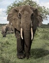 Elephant facing, Serengeti Royalty Free Stock Photo