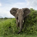 Elephant facing, Serengeti Royalty Free Stock Photo