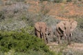 Elephant Family