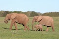 Elephant Family Royalty Free Stock Photo