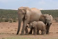 Elephant Family Royalty Free Stock Photo