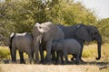 Elephant family