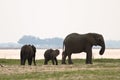 Elephant family Royalty Free Stock Photo