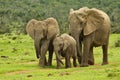 Elephant family Royalty Free Stock Photo